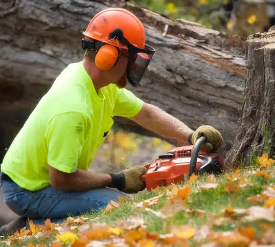 tree services Silver Springs